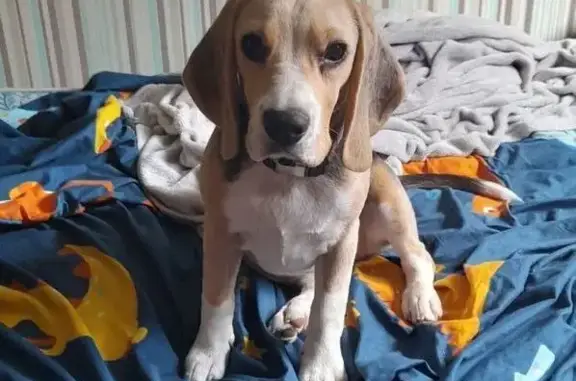 Пропала собака, ул. Терешковой 62, Дзержинск - photo