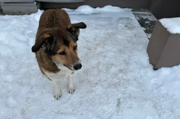 Собака найдена, переулок Ома Муа, Петрозаводск - photo