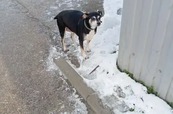 Найдена собака, Краснодар, фото: Собака найдена: ул. Благоева, 1, Краснодар
