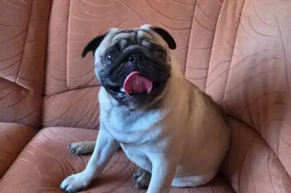 Найдена собака, Волгодонск, фото: Мопс найден: ул. Гагарина, 2, Волгодонск