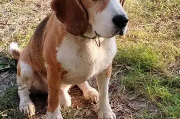 Пропала собака на ул. Энтузиастов, Омск - photo