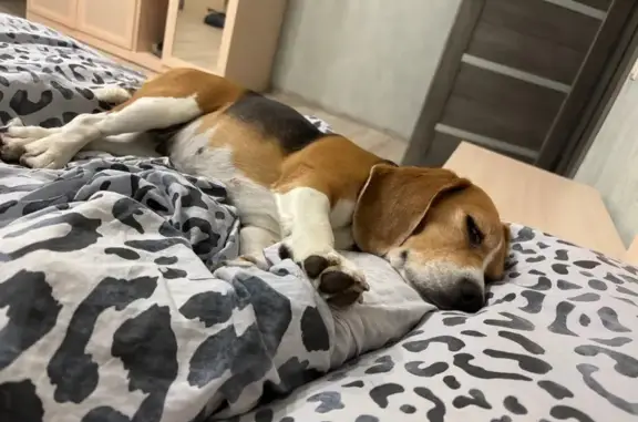 Пропала собака, 0-я ал., Липецк - photo