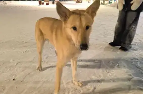 Собака найдена на пл. Революции, Череповец - photo