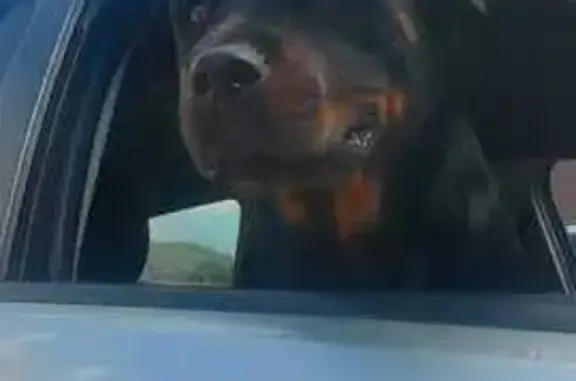 Пропала собака, Джубга - photo