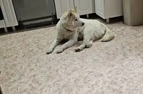 Найдена собака, Челябинск, фото: Собака найдена на Мраморной улице, Челябинск