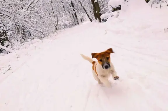 Пропала собака, Бронницы, Окрас рыжий - photo