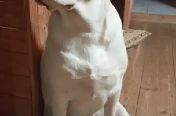 Пропали собаки в Шебаново, 46Н-08271 - photo