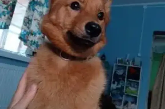 Пропала собака, Южная ул. 13, Яльгелево - photo