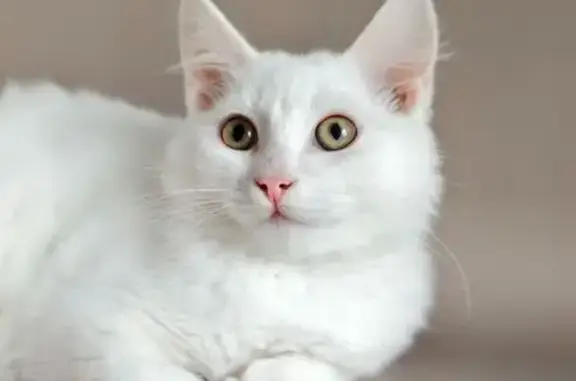 Пропала кошка, Березовка - photo