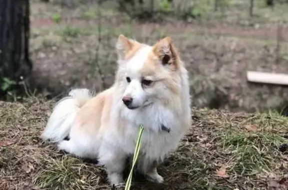 Собаки потеряшки, Барнаул, фото: Потеряшка пёс Рыжик, 6-я Нагорная, 15Г/2