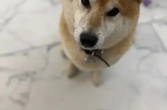 Пропала собака, Вяхтелево - photo