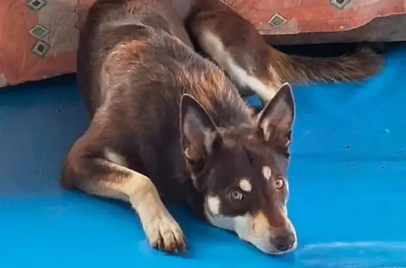 Пропала собака, Белозерки - photo