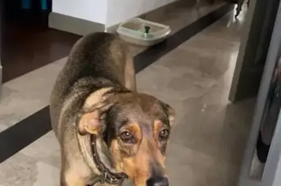 Пропала собака, Краснодар - photo