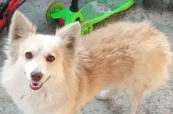 Пропала собака, Краснодар - photo