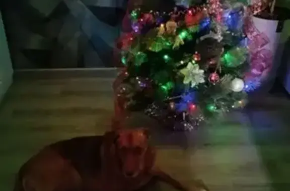 Пропала собака, Липецк - photo