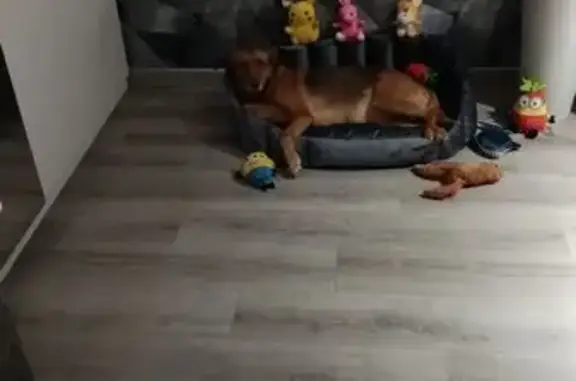 Пропала собака на пр. 60 лет СССР, 27 - photo