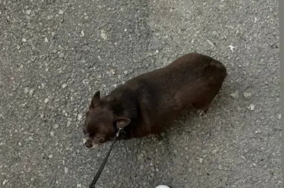 Пропала собака, Магнитогорск - photo