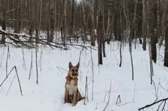 Пропала собака в Афонино, СНТ Залесье - photo