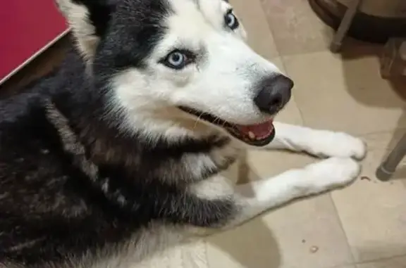 Пропала собака, Пенза - photo