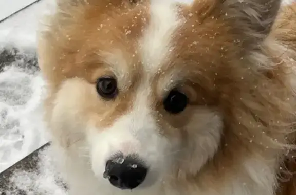 Пропал корги в районе Череповца - photo