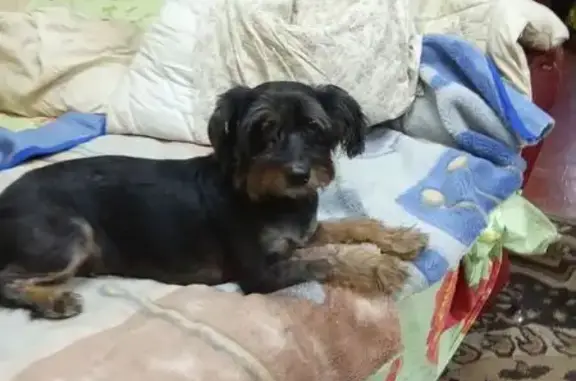 Пропала собака в Стодолище, Смоленск - photo