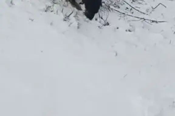 Найдена собака, Репино, фото: Ягдтерьер найден в Репино, Волгоградская обл.