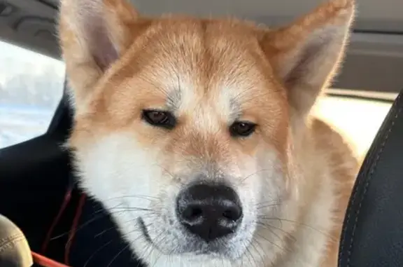 Найдена собака, Нижний Новгород, фото: Собака найдена на ул. Бринского, Н. Новгород