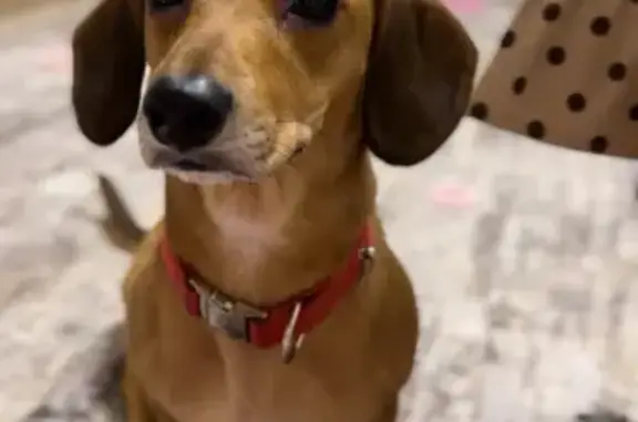 Пропала собака, Октябрьская ул. 7, Холм - photo