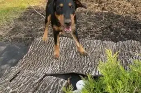 Пропала собака, Липецк - photo