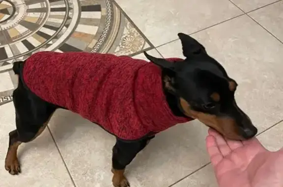 Пропала собака в Коприно, Ярославская обл. - photo