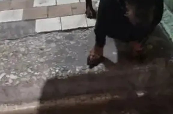 Собаки потеряшки, Тула, фото: Потеряшка собака, Тула