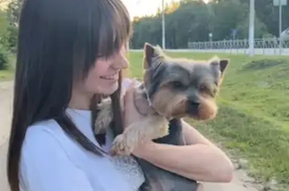 Пропала собака, Москва - photo