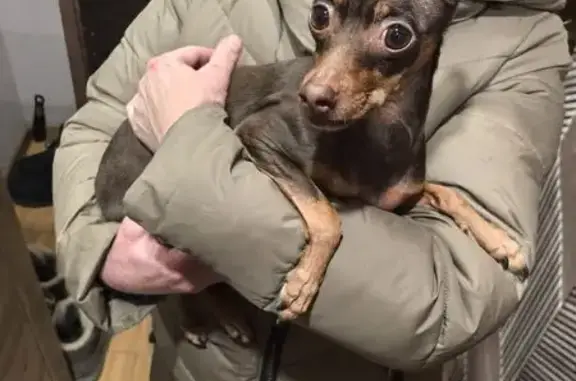 Найдена собака, Ярославль, фото: Той терьер найден, ул. Сахарова 25, Ярославль