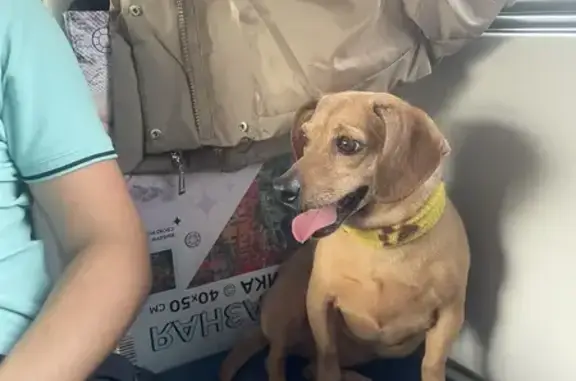 Пропала собака, Воронеж - photo