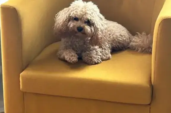 Пропала собака, Фрязино - photo