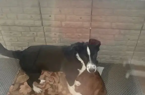 Найдена собака, Йошкар-Ола, фото: Собака найдена, ул. Прохорова, 46, Йошкар-Ола