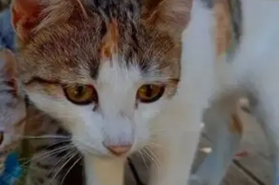 Пропала кошка, ул. Панфилова 5, Петровск - photo