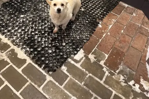 Найдена собака, Муром, фото: Найдена собака, Муром