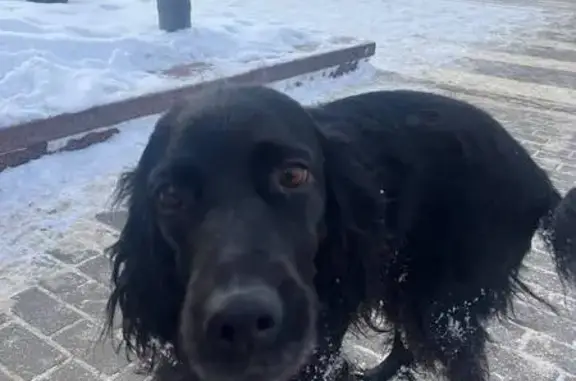 Найдена собака, Воронеж, фото: Найдена собака, Воронеж