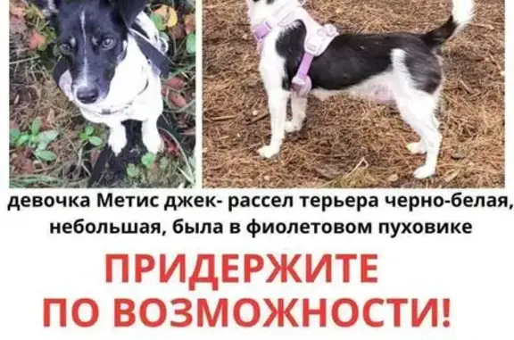 Пропала собака, Москва - photo