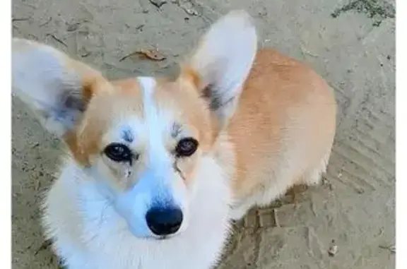 Пропала собака Корги, ул. Дружбы, 38 - photo