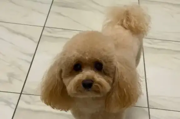 Пропала собака, Фрязино - photo