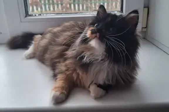 Пропала кошка, улица Плеханова, 21, Киров - photo