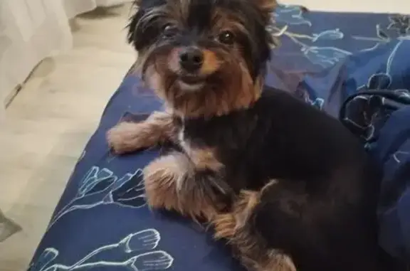 Найдена собака, Тамбов, фото: Собака найдена: 1-й Школьный пр., Тамбов