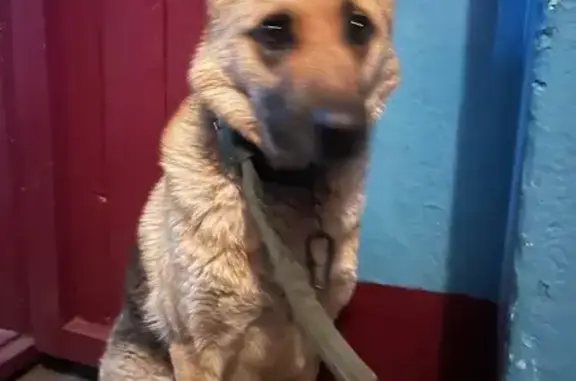 Найдена собака, Арсеньев, фото: Найдена собака, Арсеньев