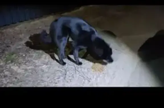 Найдена собака, Котельниково, фото: Найдена чёрная собака в Котельниково