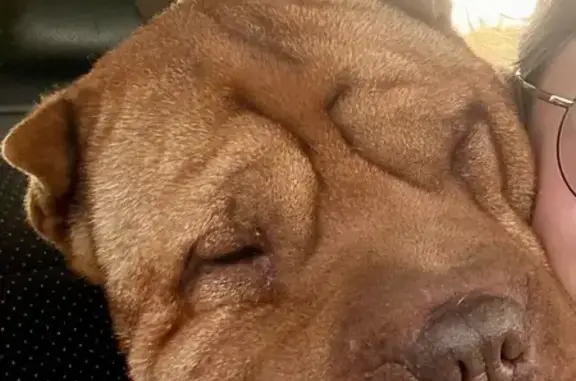 Пропала собака, Коллективная 97, Апшеронск - photo