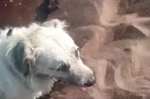 Пропала собака, Колпино - photo