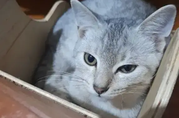 Пропала кошка, Южная ул. 2А, Туймазы - photo