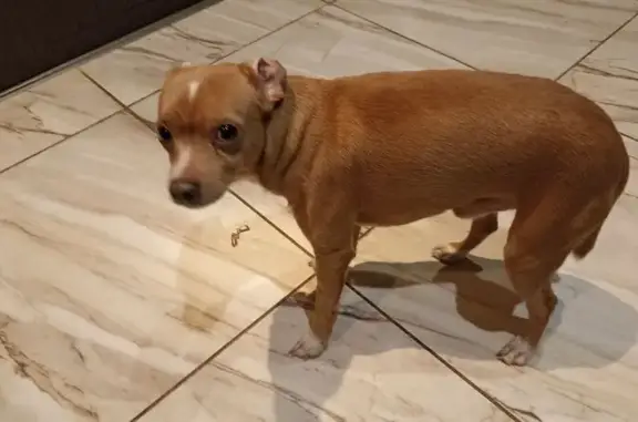 Найдена собака, Екатеринбург, фото: Собака найдена, Камышинский пер., Екб